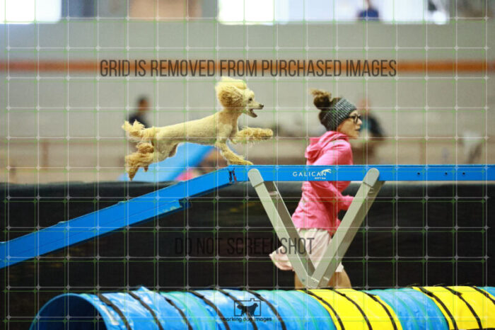 Aurora_Sloan_Ring_2_Saturday_OpenAgility_199_SH_4025