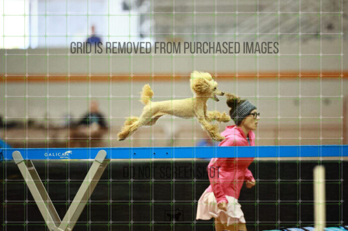 Aurora_Sloan_Ring_2_Saturday_OpenAgility_199_SH_4030