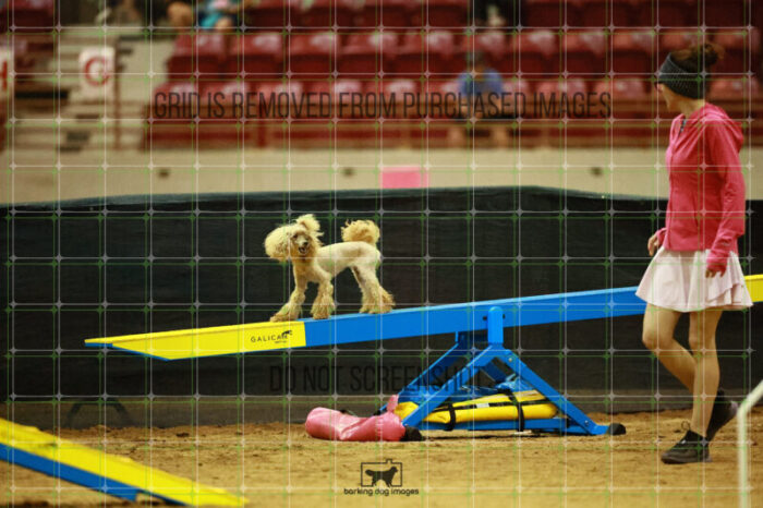 Aurora_Sloan_Ring_2_Saturday_OpenAgility_199_SH_4038