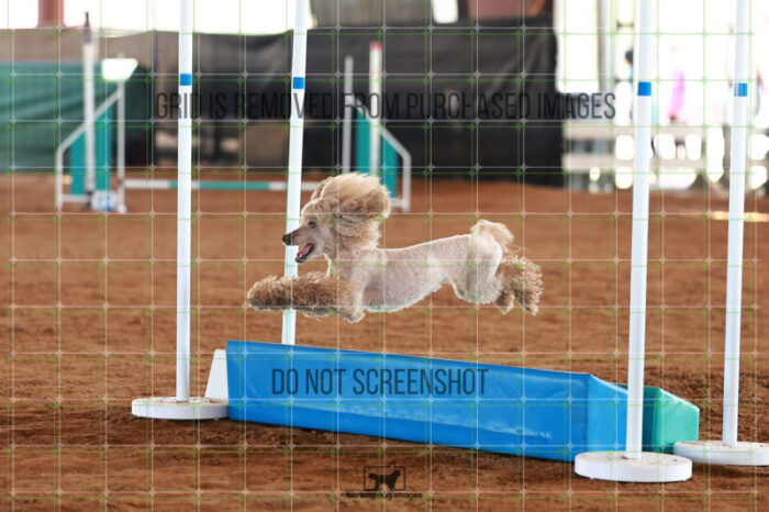 Aurora_Sloan_Ring_5_Saturday_WTAJumping_313_JC_6452
