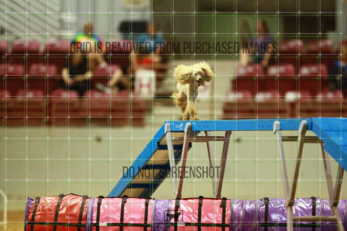 Aurora_Sloan_Round_1_Agility_124_KO_6357