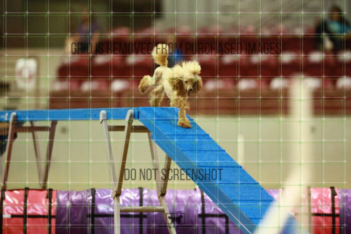 Aurora_Sloan_Round_1_Agility_124_KO_6360