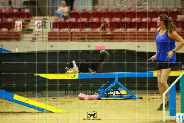 Blaze_Biroc_Ring_2_Saturday_OpenAgility_178_SH_3085