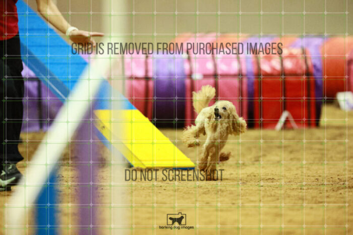Aurora_Sloan_Round_1_Agility_124_KO_6363