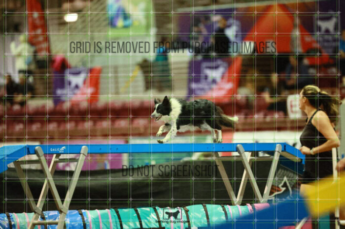 Blaze_Biroc_Thursday_Masters_Agility_Heat_169_SH_3001
