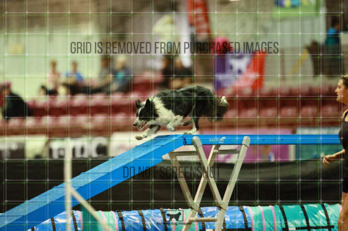 Blaze_Biroc_Thursday_Masters_Agility_Heat_169_SH_3007
