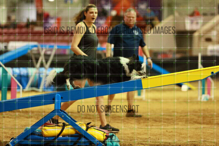 Blaze_Biroc_Thursday_Masters_Agility_Heat_169_SH_3025