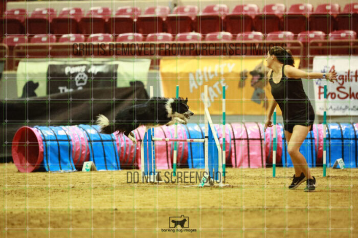 Blaze_Biroc_Thursday_Masters_Agility_Heat_169_SH_3040