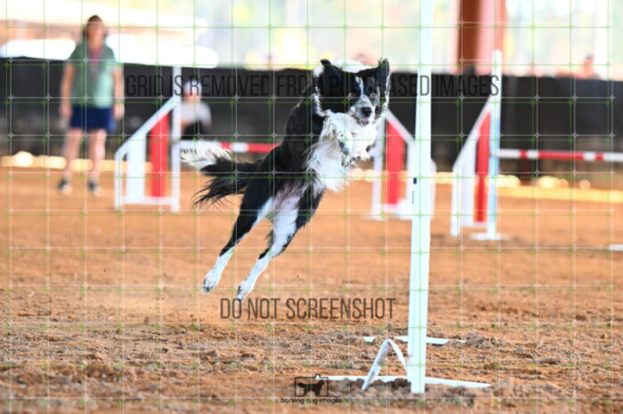 Blaze_Biroc_Wednesday_Speedstakes_SemiFinal_281_KG_4354