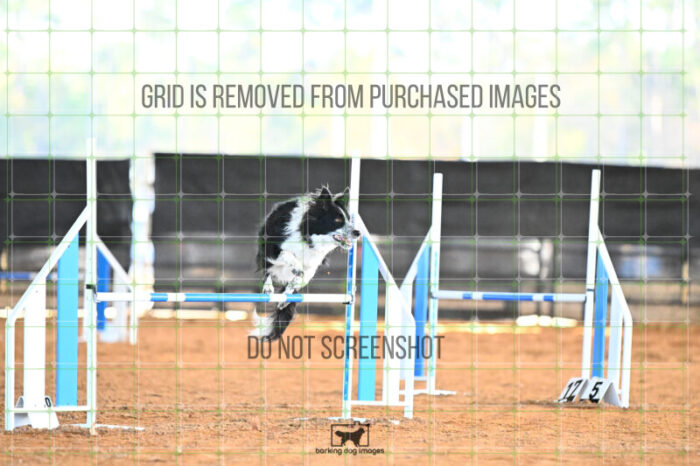 Blaze_Biroc_Wednesday_Speedstakes_SemiFinal_281_KG_4399