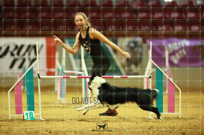 Ayr_Jordan_Scott_Ring_3_Wednesday_Speedstakes_Semi_Final_242_VW_5119