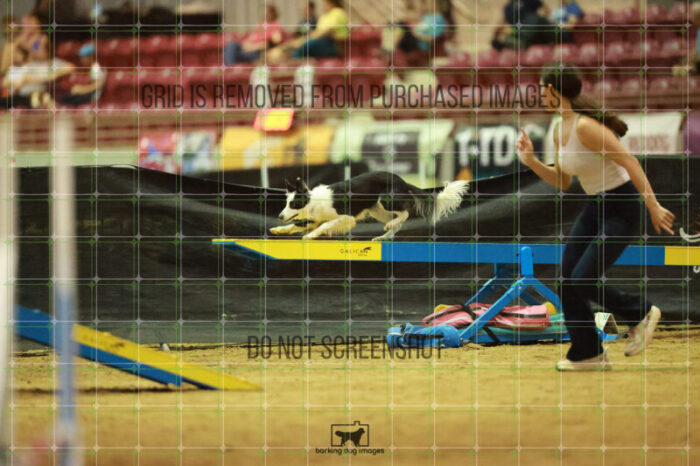 Blue_Jeans_Heidt_Saturday_OpenAgility_141_RR_8991