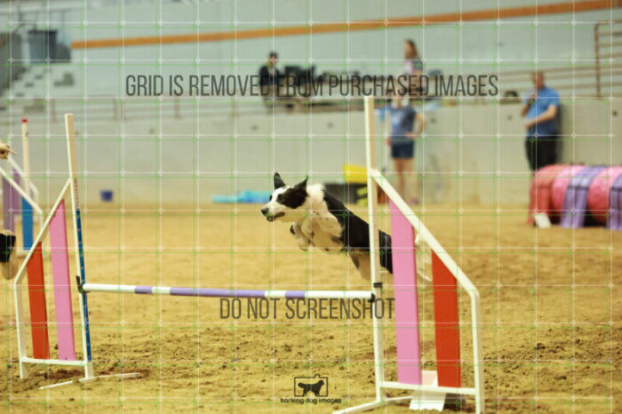 Blue_Jeans_Heidt_Wednesday_Speedstakes_Semi_Final_352_RR_9491