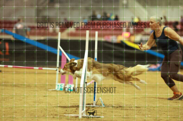 Tag_Winslow_Saturday_OpenAgility_177_RR_0688