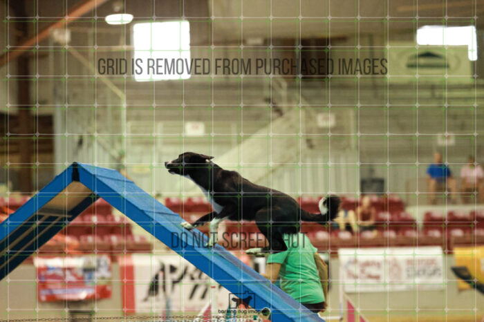 Brewsky_Davis_Friday_MastersAgilityFinal_345_RR_4920