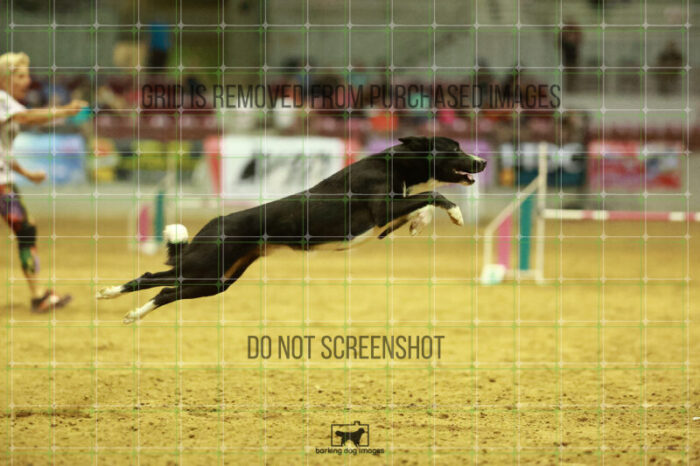 Brewsky_Davis_Speedstakes_Finals_223_2535