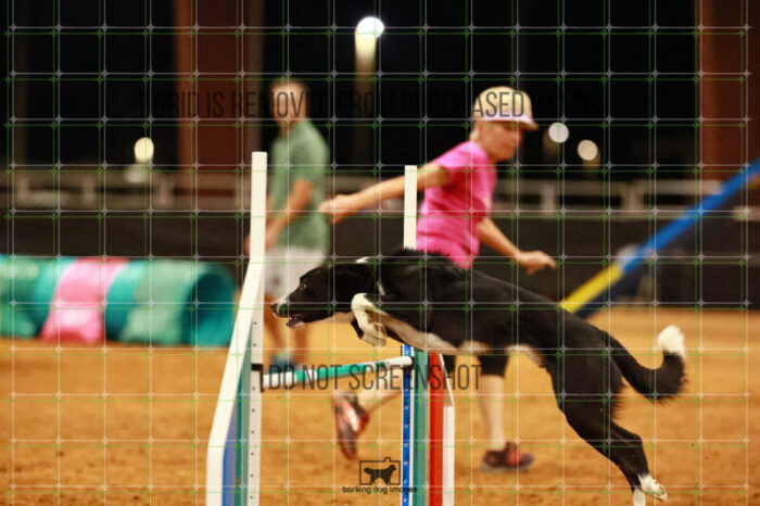 Brewsky_Davis_Wednesday_Round_1_Agility_191_JC_7213