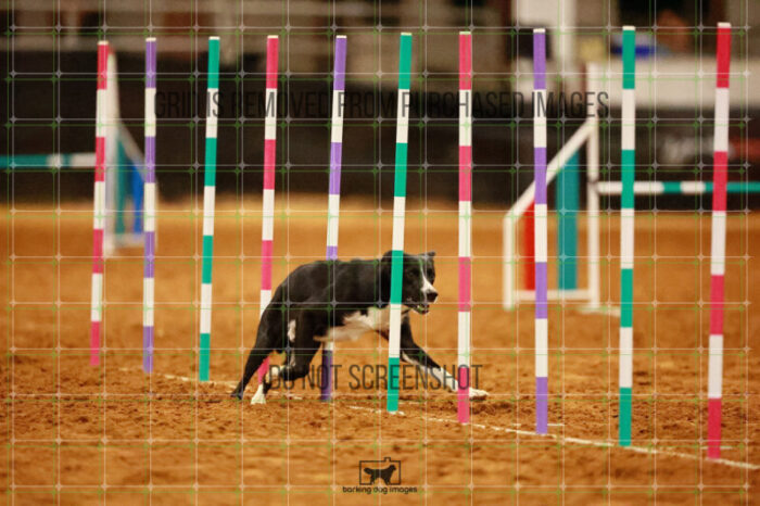 Brewsky_Davis_Wednesday_Round_1_Agility_191_JC_7222