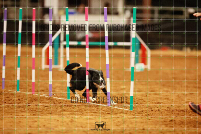 Brewsky_Davis_Wednesday_Round_1_Agility_191_JC_7225