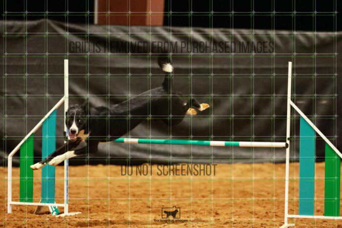 Brewsky_Davis_Wednesday_Round_1_Agility_191_JC_7234
