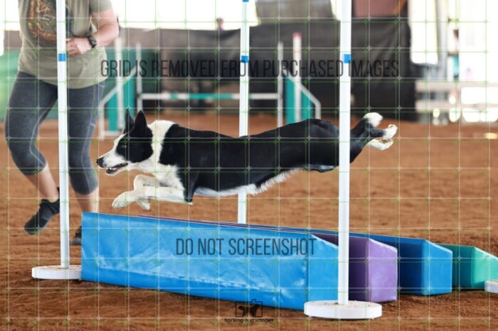 Tea_Duke_Ring_5_Saturday_WTAJumping_329_JC_6942