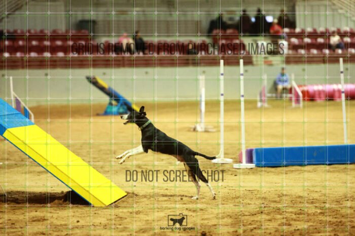 Budgie_Bigger_Friday_MastersAgilityFinal_121_NH_0706