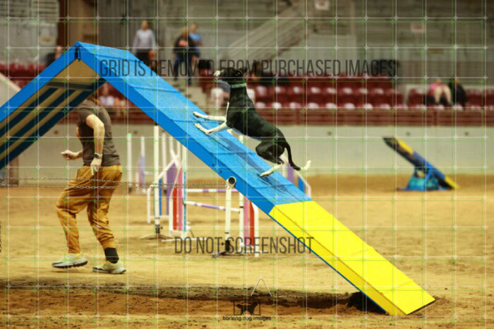 Budgie_Bigger_Friday_MastersAgilityFinal_121_NH_0710