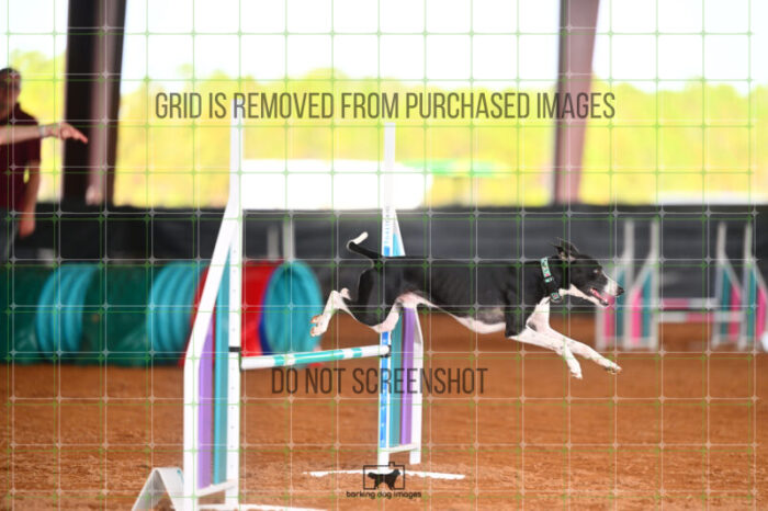 Budgie_Bigger_Friday_MastersJumpingFinal_242_LB_4011
