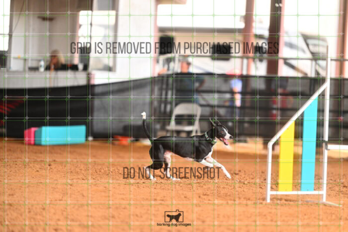 Budgie_Bigger_Friday_MastersJumpingFinal_242_LB_4012