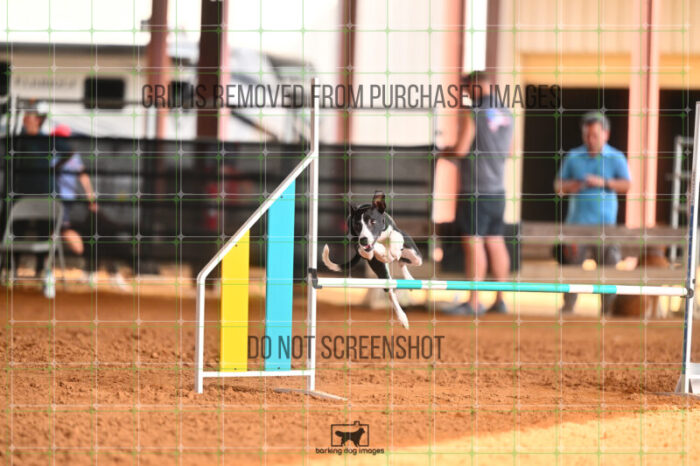 Budgie_Bigger_Friday_MastersJumpingFinal_242_LB_4021