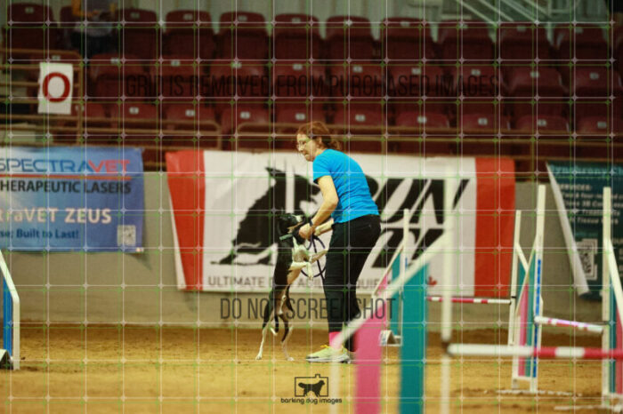 Budgie_Bigger_Ring_3_Wednesday_Speedstakes_Semi_Final_266_VW_5849