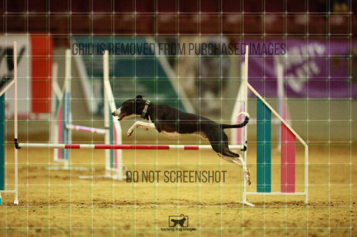 Budgie_Bigger_Ring_3_Wednesday_Speedstakes_Semi_Final_266_VW_5874