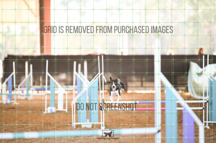 Budgie_Bigger_Ring_5_Biathlon_Jumping_Wednesday_326_AS_7400