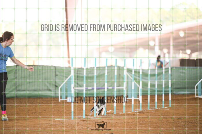 Budgie_Bigger_Ring_5_Biathlon_Jumping_Wednesday_326_AS_7415
