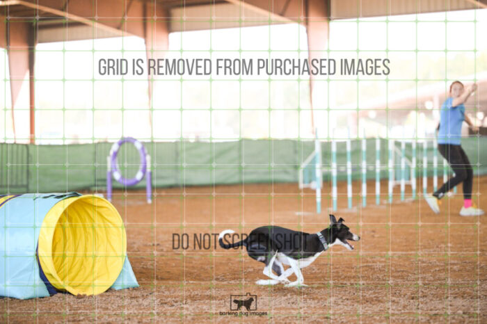 Budgie_Bigger_Ring_5_Biathlon_Jumping_Wednesday_326_AS_7424