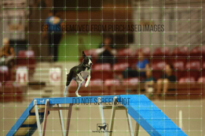 Budgie_Bigger_Round_1_Agility_145_KO_6944