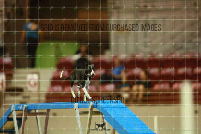 Budgie_Bigger_Round_1_Agility_145_KO_6946