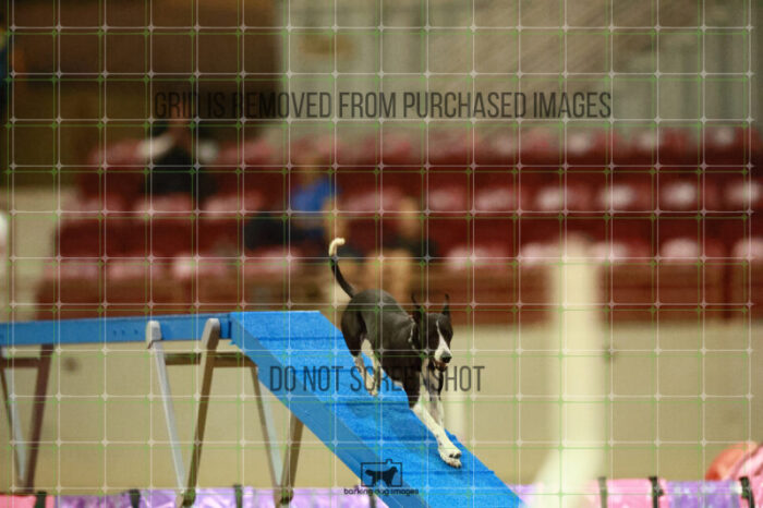 Budgie_Bigger_Round_1_Agility_145_KO_6947