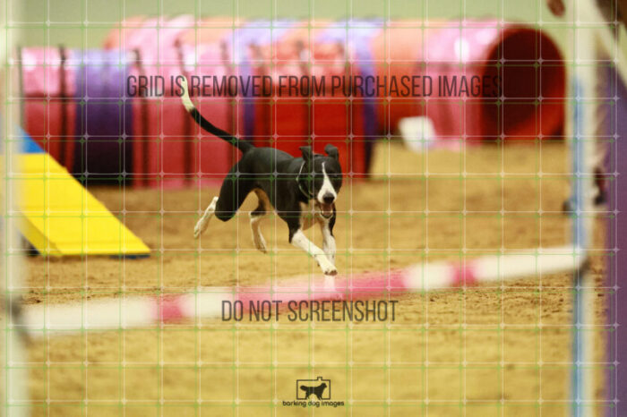 Budgie_Bigger_Round_1_Agility_145_KO_6950