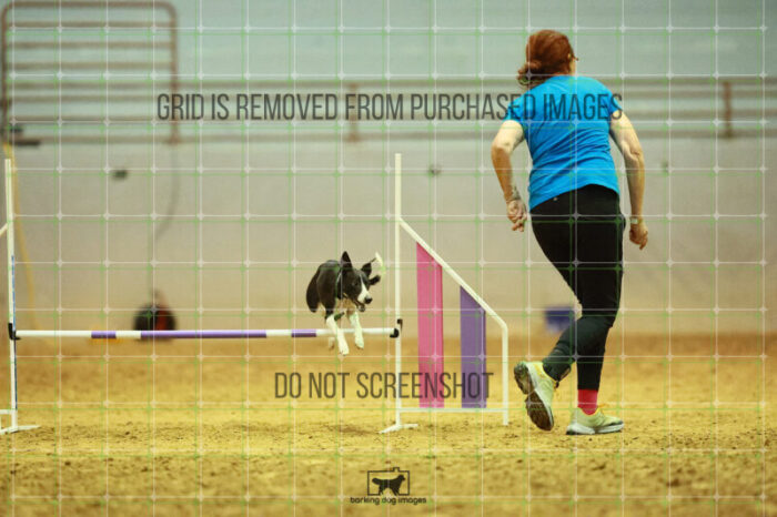 Budgie_Bigger_Round_1_Agility_145_KO_6969