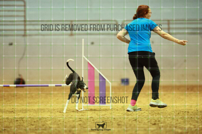 Budgie_Bigger_Round_1_Agility_145_KO_6971
