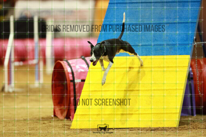 Budgie_Bigger_Saturday_OpenAgility_175_VW_2999