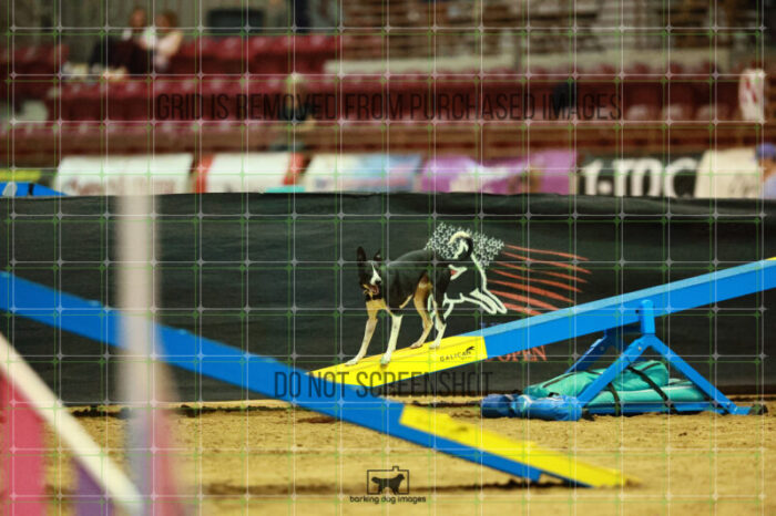Budgie_Bigger_Saturday_OpenAgility_175_VW_3011