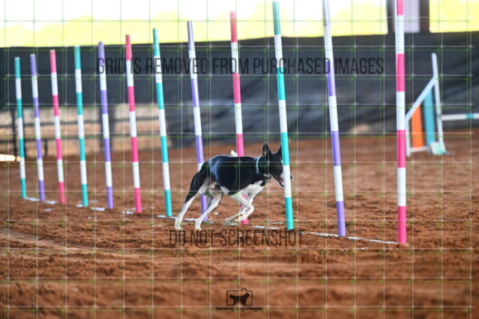 Budgie_Bigger_Saturday_WTAJumping_192_LB_2855