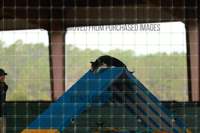 Budgie_Bigger_Sunday_Challenger_170_RR_8831