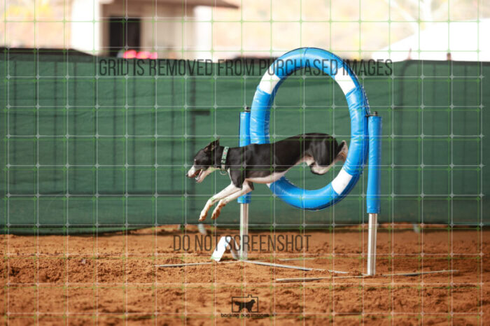 Budgie_Bigger_Sunday_Challenger_170_RR_8842