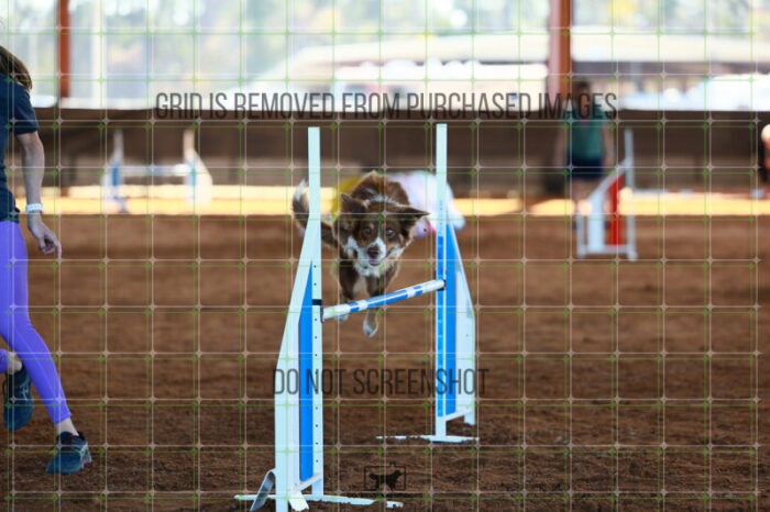 Buzz_Smith_Ring_6_Wednesday_Speedstakes_SemiFinal_219_JC_2885