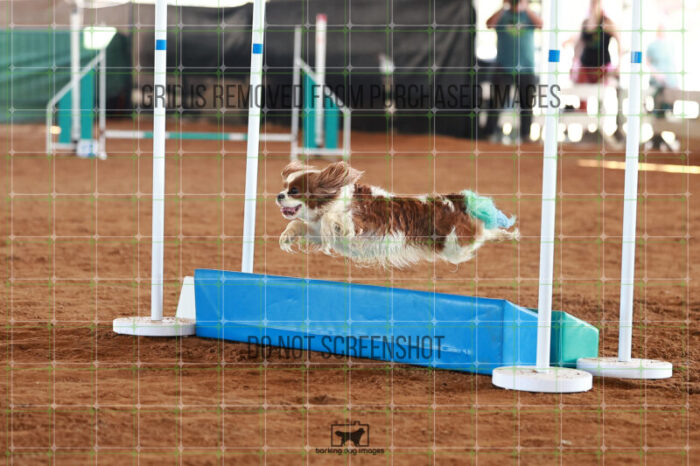 Tilly_Kost_Ring_5_Saturday_WTAJumping_312_JC_6416