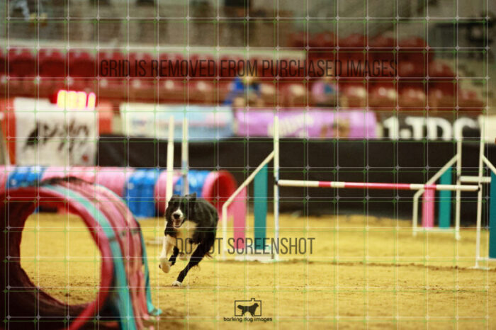 Deseo_Friedl_Ring_3_Wednesday_Speedstakes_Semi_Final_134_VW_1523