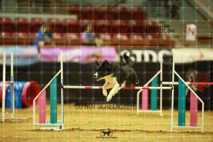 Deseo_Friedl_Ring_3_Wednesday_Speedstakes_Semi_Final_134_VW_1550